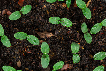 Close-up of seedlings,selective Close-up of green seedling.Green salad growing from seed
