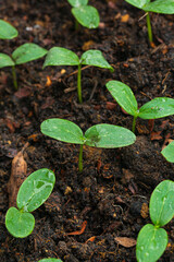 Close-up of seedlings,selective Close-up of green seedling.Green salad growing from seed