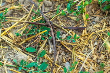 A multi-colored camouflage grasshopper stands among the dry and green succulent grass and...