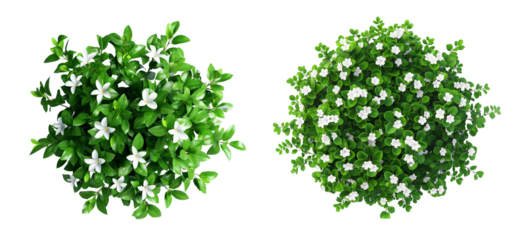 Top view of an isolated green bush with white flowers isolated on transparent background