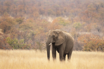 African elephant in the bush. Calm elephant during african safari. Animals whose endangered by poachers.