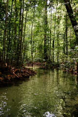 Floresta Nacional Tapajós