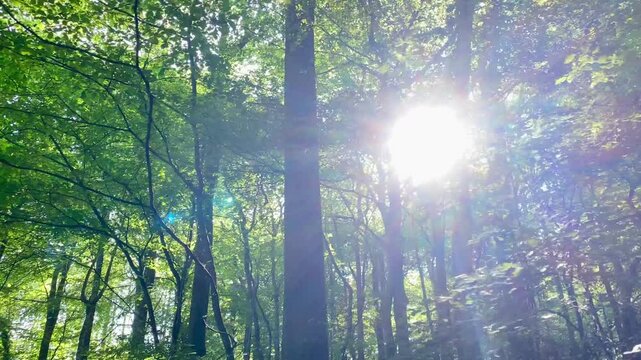 Bright sunlight flaring through idyllic forest glade vibrant green foliage