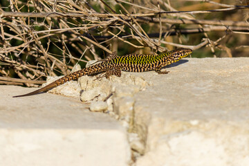 lizard on the stone