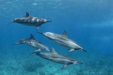 Spinner dolphin close to surface. Marine life in Indian ocean. Dolphins with light stripes. Group of dolphins near the Mauritius coast.