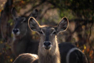 Waterbuck is staying among the bushes. Antelope during safari in Kruger national park. Antelope who stay near the water. 