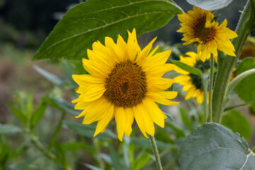 Beautiful yellow sunflowers swaying in wind in Sauerland