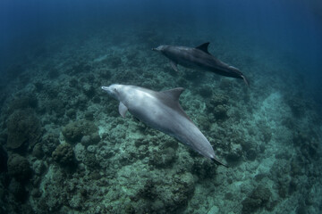 Naklejka premium Bottlenose dolphins are swimming near the bottom. Rare meeting with dolphins. Marine life near the island coast. 