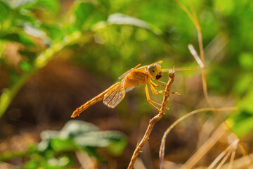 A dragonfly chews its prey with its jaws close-up, sitting on a dry twig of grass. Unique elements of the body structure, head of representatives of the insect species, Lepidoptera.