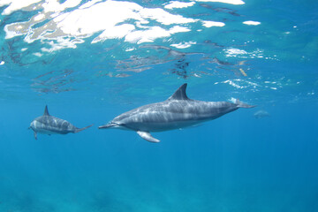 Fototapeta premium Spinner dolphin close to surface. Marine life in Indian ocean. Dolphins with light stripes. Group of dolphins near the Mauritius coast.