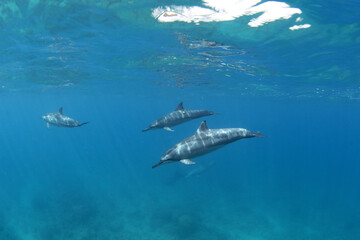 Spinner dolphin close to surface. Marine life in Indian ocean. Dolphins with light stripes. Group...