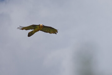 Gypaète barbu - Gypaetus barbatus - vautours 