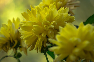 Gelbe Garten-Chrysantheme