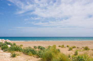 Juicy green seashore and golden sand