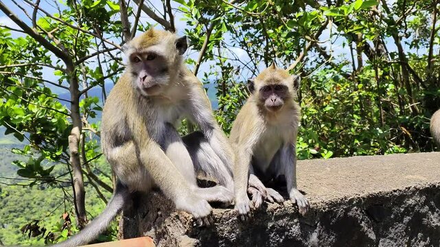 Macaque monkey with a baby on the island of mauritius