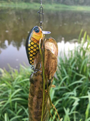 Northern pike (Esox lucius) caught in the river on the crankbait wobbler. Trophy of the summer...