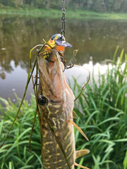 Northern pike (Esox lucius) caught in the river on the crankbait wobbler. Trophy of the summer spinning fishing.