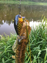 Northern pike (Esox lucius) caught in the river on the crankbait wobbler. Trophy of the summer...