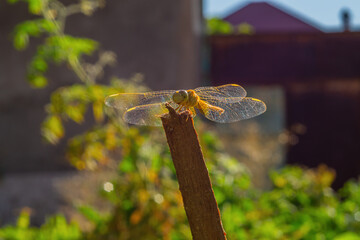 Funny animal face, dragonfly insect sitting on wooden pole in garden with plants close-up with movement in the frame. Animals In Their Natural Environment. Happiness in a nature