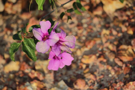 Flor rosa