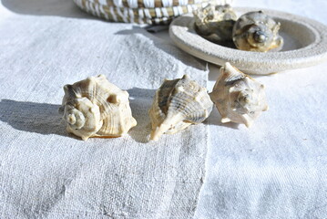 shells on a wooden background