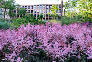 A vibrant garden with dense pink and purple flowers and green foliage stands in the foreground.