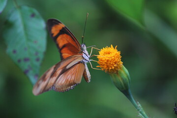 Borboletas laranjadas com flores