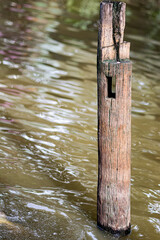 A wooden post is floating in a body of water. The water is murky and the post is covered in algae