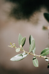 Olive tree branch