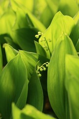 Obraz premium Lilies of the valley in spring