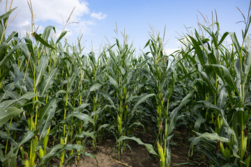 A lush cornfield under a bright sky, showing tall green corn stalks with visible ears of corn. Perfect for showcasing farming, agriculture, crop cultivation, and rural landscapes