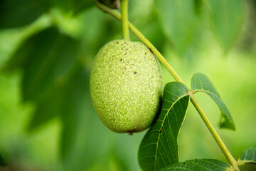 close-up one green walnut. green walnuts hanging on a walnut tree