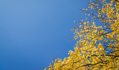 Background with blue sky and autumn yellow elm leaves