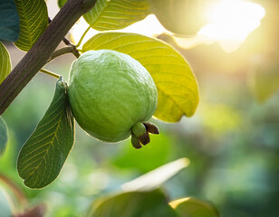 Close up of guava on branch in the garden with sunlight. Psidium guajava (lemon guava, apple guava).