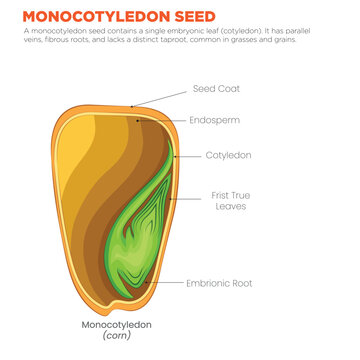 Monocotyledon Seed Single Cotyledon with Parallel Venation