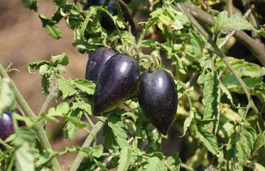 Close up of the dark color of Midnight Roma tomatoes with scientific name Solanum lycopersicum