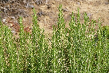 Closeup of Rosemary, an upright herb plant
