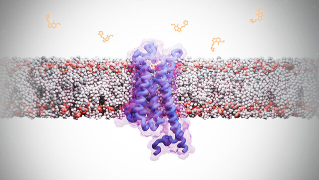 4F,5-MeO-PyrT bound to serotonin-1A 5-HT1A receptor, illustration