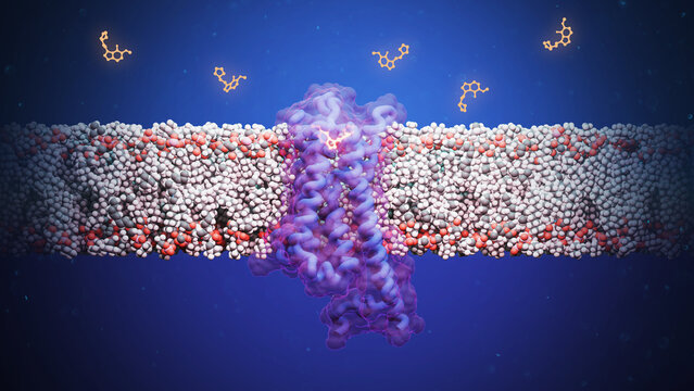 4F,5-MeO-PyrT bound to serotonin-1A 5-HT1A receptor, illustration