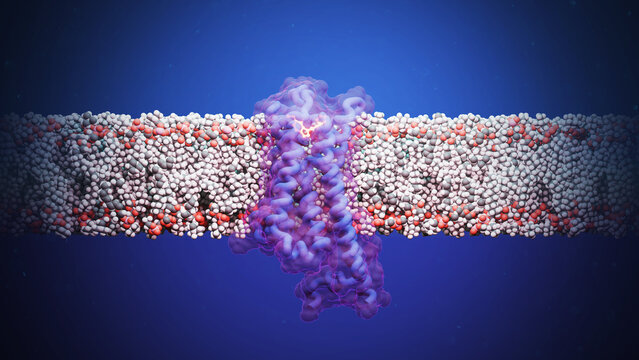 4F,5-MeO-PyrT bound to serotonin-1A 5-HT1A receptor, illustration