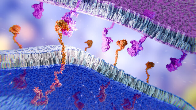 CAR receptor binds to cancer cell receptor, illustration