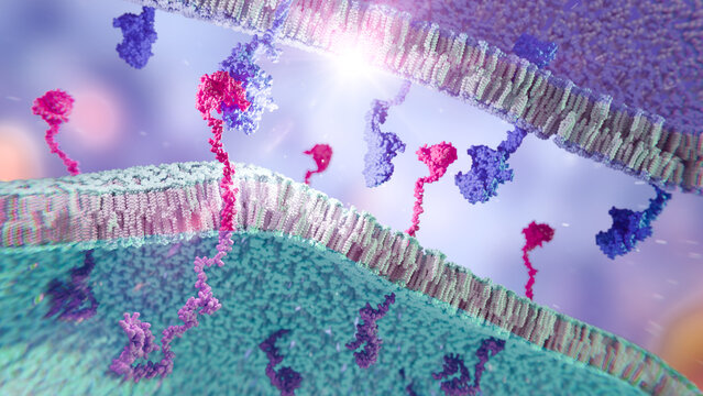 CAR T receptors on T cell membrane, illustration