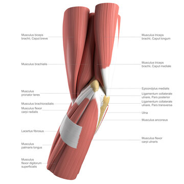 Anatomy of the elbow, labelled illustration