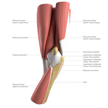 Anatomy of the elbow, labelled illustration
