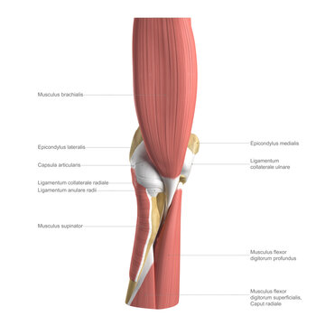 Anatomy of the elbow, labelled illustration