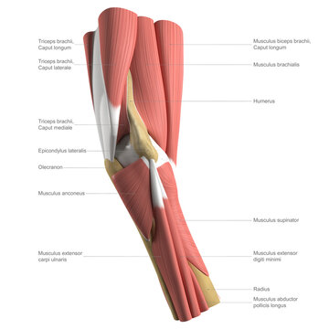 Anatomy of the elbow, labelled illustration