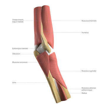 Anatomy of the elbow, labelled illustration