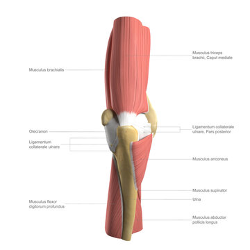 Anatomy of the elbow, labelled illustration