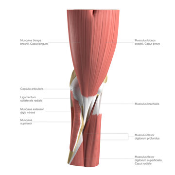 Anatomy of the elbow, labelled illustration