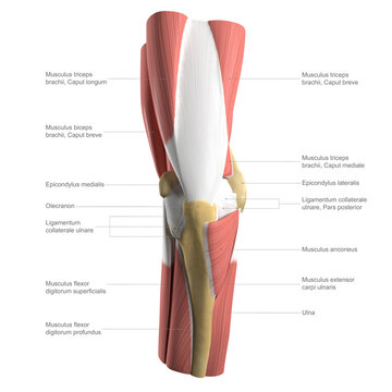 Anatomy of the elbow, labelled illustration